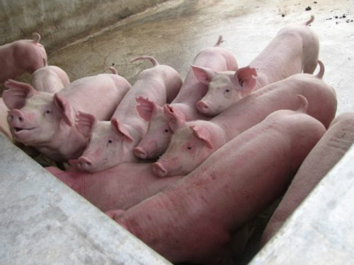 蒙城养猪场
